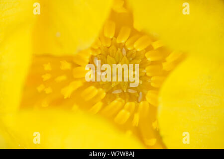 Nahaufnahme des Globus Blume (Trollius europaeus) Aubrac, Frankreich, Juli Stockfoto