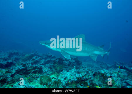 Smalltooth sand Tiger (Odontaspis ferox) Malpelo Island National Park, UNESCO Weltnaturerbe, Kolumbien, Ost Pazifik. Stockfoto