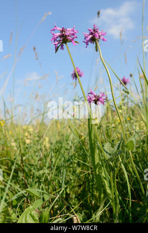 Betony (Stachys officinalis) Blüte in einem traditionellen Heu Wiese, Wiltshire, UK, Juli. Stockfoto