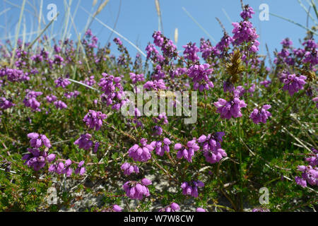 Glockenheide (Taraxacum officinale) Blühende auf Sand Dune Ridge, Studland Heide, Dorset, Großbritannien, Juli. Stockfoto