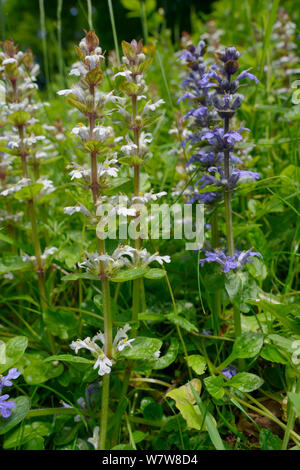 Signalhorn (Ajuga Reptans) weiße und blaue Form in einem dichten Stand auf einer bewaldeten Kante, Wiltshire, UK, Juni blühen. Stockfoto