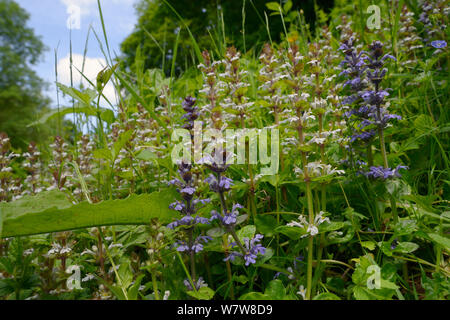 Signalhorn (Ajuga Reptans) weiße und blaue Form in einem dichten Stand auf einer bewaldeten Kante, Wiltshire, UK, Juni blühen. Stockfoto