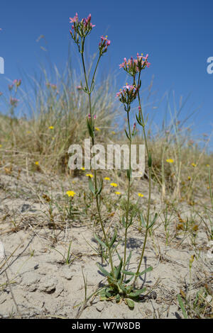 Gemeinsame centaury (centaurium Erythraea) Blühende in junge, gelb Küste Sanddünen neben Marram Gras (Ammophila arenaria) und Weniger hawkbit (Leontodon Saxatilis), Studland, Dorset, Großbritannien, Juli. Stockfoto