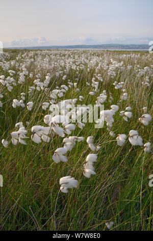 Dichten stand der Gemeinsamen Wollgras (Eriophorum angustifolium) Blühende auf feuchten Moor, auf der Halbinsel Gower, Wales, UK, Juni. Stockfoto