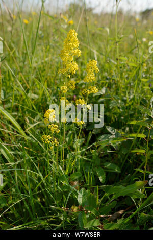 Lady's bedstraw/Gelb bedstraw (Galium verum) Blüte in einem traditionellen Heu Wiese, Wiltshire, UK, Juli. Stockfoto