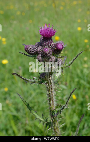 Marsh Thistle (Cirsium palustre) Blüte in einem feuchten Tiefland Wiese, Wiltshire, UK, Juni. Stockfoto