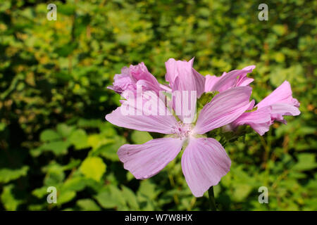 Moschus Malve (Malva moschata) Blühende in einem Waldgebiet Clearing, Gloucestershire, Großbritannien, Juli. Stockfoto