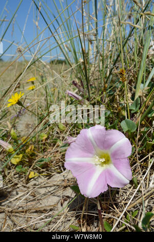 Meer bindweed/Beach Morning Glory (Calystegia soldanella) Blühende auf Küsten Sanddünen unter Marram Gras (Ammophila arenaria) und Weniger hawkbit (Leontodon Saxatilis), Studland, Dorset, Großbritannien, Juli. Stockfoto