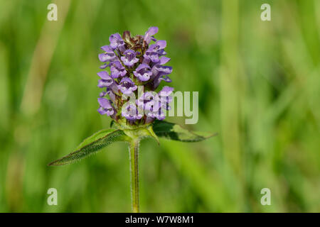 Selfheal (prunella vulgaris) Blüte in einem traditionellen Heu Wiese, Wiltshire, UK, Juli. Stockfoto