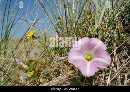 Meer bindweed/Beach Morning Glory (Calystegia soldanella) Blühende auf Küsten Sanddünen unter Marram Gras (Ammophila arenaria) und Weniger hawkbit (Leontodon Saxatilis), Studland, Dorset, Großbritannien, Juli. Stockfoto