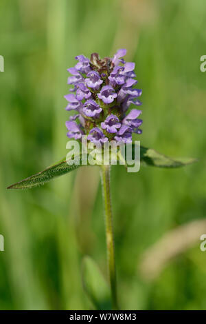 Selfheal (prunella vulgaris) Blüte in einem traditionellen Heu Wiese, Wiltshire, UK, Juli. Stockfoto