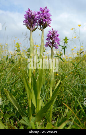 Südliche marsh Orchid (Dactylorhiza praeternissa) Gruppe Blüte in einem traditionellen Heu Wiese, Wiltshire, UK, Juni. Stockfoto