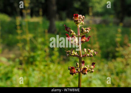 Wasser figwort (Scrophularia Auriculata) Blühende in feuchten Wäldern Clearing, Gloucestershire, Großbritannien, Juli. Stockfoto