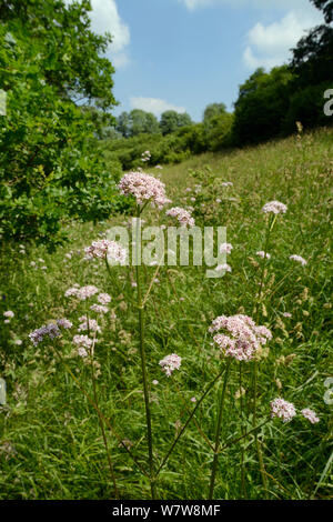 Gemeinsame Baldrian (Valeriana officinalis) Blüte in der Kreide Grünland hang Wiese, Wiltshire, UK, Juli. Stockfoto