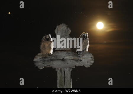 Lange eared owl (Asio otus) Küken auf einem Kreuz thront, mit dem Mond im Hintergrund Puszatszer, Ungarn, Juni. Stockfoto