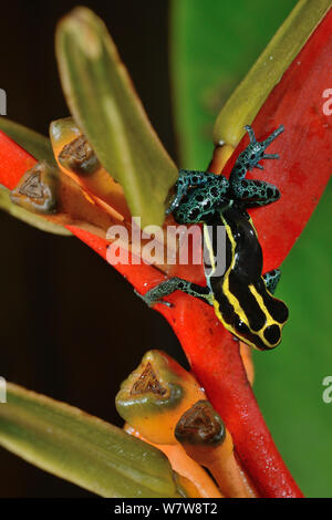 Aus vernetztem Pfeilgiftfrosch (Ranitomeya ventrimaculata) mit einer Kaulquappe auf der Rückseite, auf Heleconius Blume, Französisch-guayana. Stockfoto