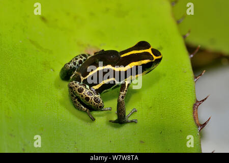 Aus vernetztem Pfeilgiftfrosch (Ranitomeya ventrimaculata) mit einer Kaulquappe auf der Rückseite, Französisch-guayana. Stockfoto