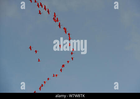 Scarlet Ibis (Eudocimus Ruber) große Herde im Flug, Französisch-Guayana. Stockfoto