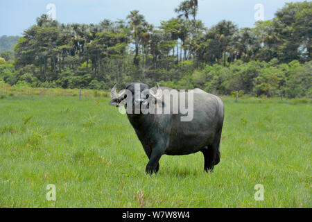Inländische Wasserbüffel (Bubalus bubalis") eingeführten Arten Beweidung in Bereich der primären Regenwald abgeholzt, Französisch-guayana. Stockfoto