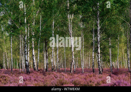 Silver Birch (Betula pendula) Bäume mit Heidekraut (Calluna vulgaris) in voller Blüte, Reicherskreuzer Heide, Naturpark Schlaubetal, Deutschland, September. Stockfoto