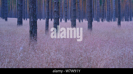 Gemeine Kiefer (Pinus sylvestris) Trunks, Muritz-National Park, Deutschland, Juli. Stockfoto