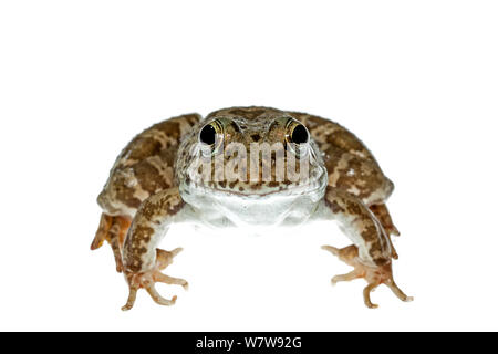 Vorderansicht des Levant wasser Frosch (Pelophylax bedriagae) Epta Piges, Rhodos, Griechenland, 29. Meetyourneighbors.net Projekt. Stockfoto