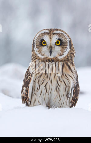 Short Eared Owl (Asio Flammeus) im Schnee, UK, Januar. Gefangen. Stockfoto