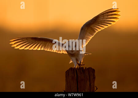 Schleiereule (Tyto alba) Landung bei Sonnenaufgang, UK, März. Stockfoto