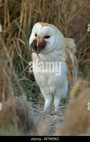 Schleiereule (Tyto alba) Essen große Vole, UK, März. Stockfoto