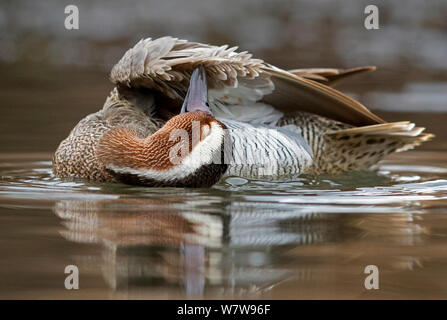 Krickente Ente (Anas querquedula) Männer auf See putzen Federn, UK, April. Stockfoto