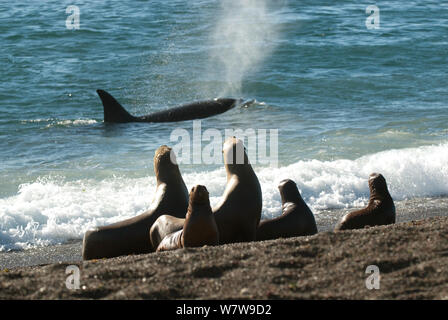 Orca (Orcinus orca) Jagd Seelöwen, Halbinsel Valdez, Patagonien Argentinien Stockfoto