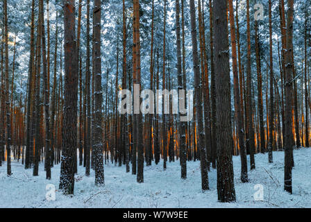 Gemeine Kiefer (Pinus sylvestris)), die Trunks in Schnee, Muritz-National Park, Deutschland, Januar. Stockfoto