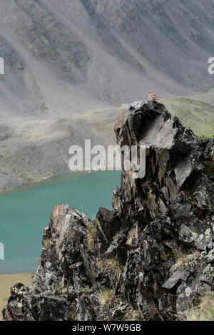 Plain Mountain Finch (Leucosticte nemoricola) Jugendliche auf Felsen, Altai Gebirge, Chuysky, Sibirien, Russland, August. Stockfoto