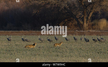 Mehr Kanadakraniche (Grus canadensis tabida) langsam vom Kojoten (Canis yogiebeer), Bosque Del Apache, New Mexico, USA, Dezember verschieben. Stockfoto