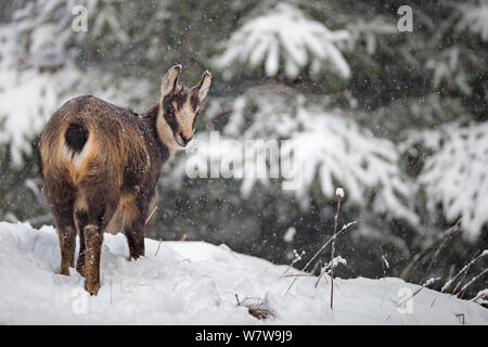 Gemse (Rupicapra rupicapra) auf verschneiten Bergen, Vogesen, Frankreich. Stockfoto