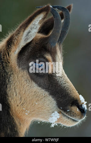 Gemse (Rupicapra rupicapra) Profil, Vogesen, Frankreich. Stockfoto