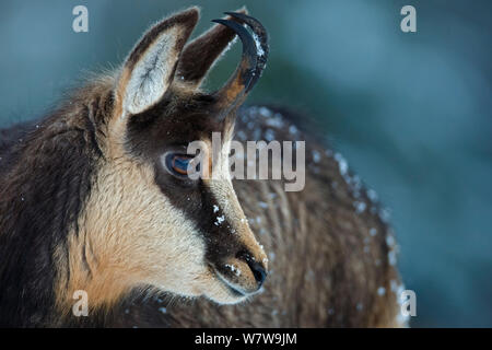 Gemse (Rupicapra rupicapra) Profil, Vogesen, Frankreich, November. Stockfoto