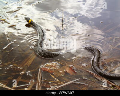 Ringelnatter im Wasser, natrix Stockfoto