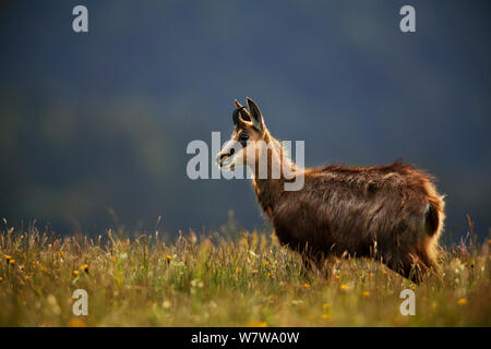 Gemse (Rupicapra rupicapra) Profil, Vogesen, Frankreich, Juni. Stockfoto