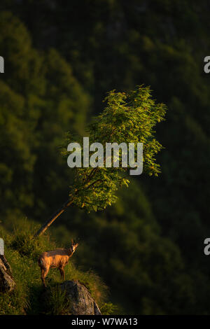 Gemse (Rupicapra rupicapra) in Habitat, Vogesen, Frankreich, Juni. Stockfoto