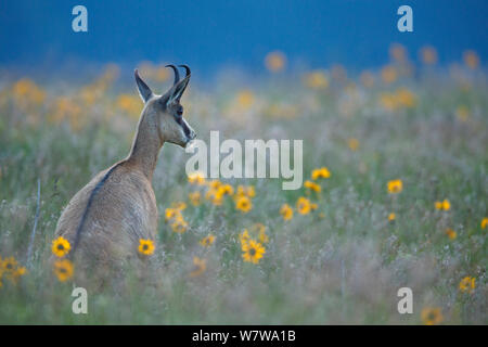 Gemse (Rupicapra rupicapra) in blühenden Wiesen, Vogesen, Frankreich, Juli. Stockfoto