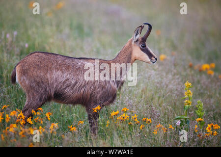 Gemse (Rupicapra rupicapra) Profil, Vogesen, Frankreich. Stockfoto