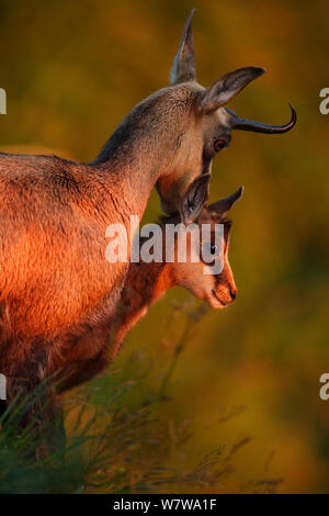 Gemse (Rupicapra rupicapra) Frau und Kind, Vogesen, Frankreich, Juli. Stockfoto