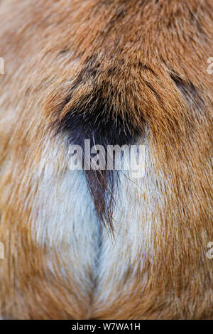 Gemse (Rupicapra rupicapra) Blick auf Schwanz, Vogesen, Frankreich. Stockfoto