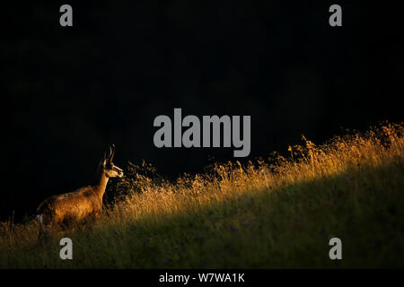 Gemse (Rupicapra rupicapra) Profil, Vogesen, Frankreich, Juli. Stockfoto