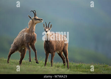 Gemse (Rupicapra rupicapra) Vogesen, Frankreich. Stockfoto