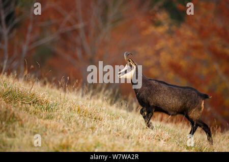 Gemse (Rupicapra rupicapra) Profil, Vogesen, Frankreich, Oktober. Stockfoto