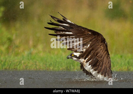 Fischadler (Pandion haliaetus) Flügel aus, wie es von Tauchgang zu Forellen Rothiemurchus, Schottland, UK, August entsteht. Stockfoto