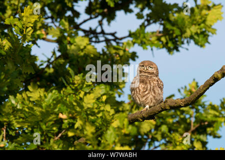 Steinkauz (Athene noctua) Junge im Baum, UK, Juni. Stockfoto