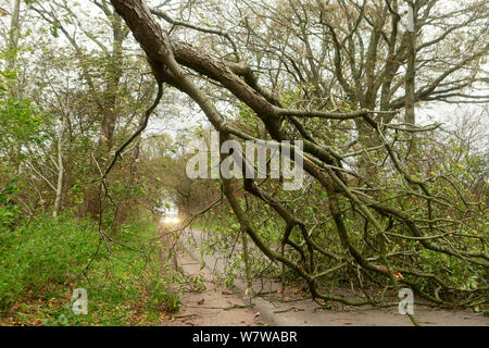 Tree blockierenden Straße nach Blizzard, Norddeutschland, Oktober 2013. Stockfoto